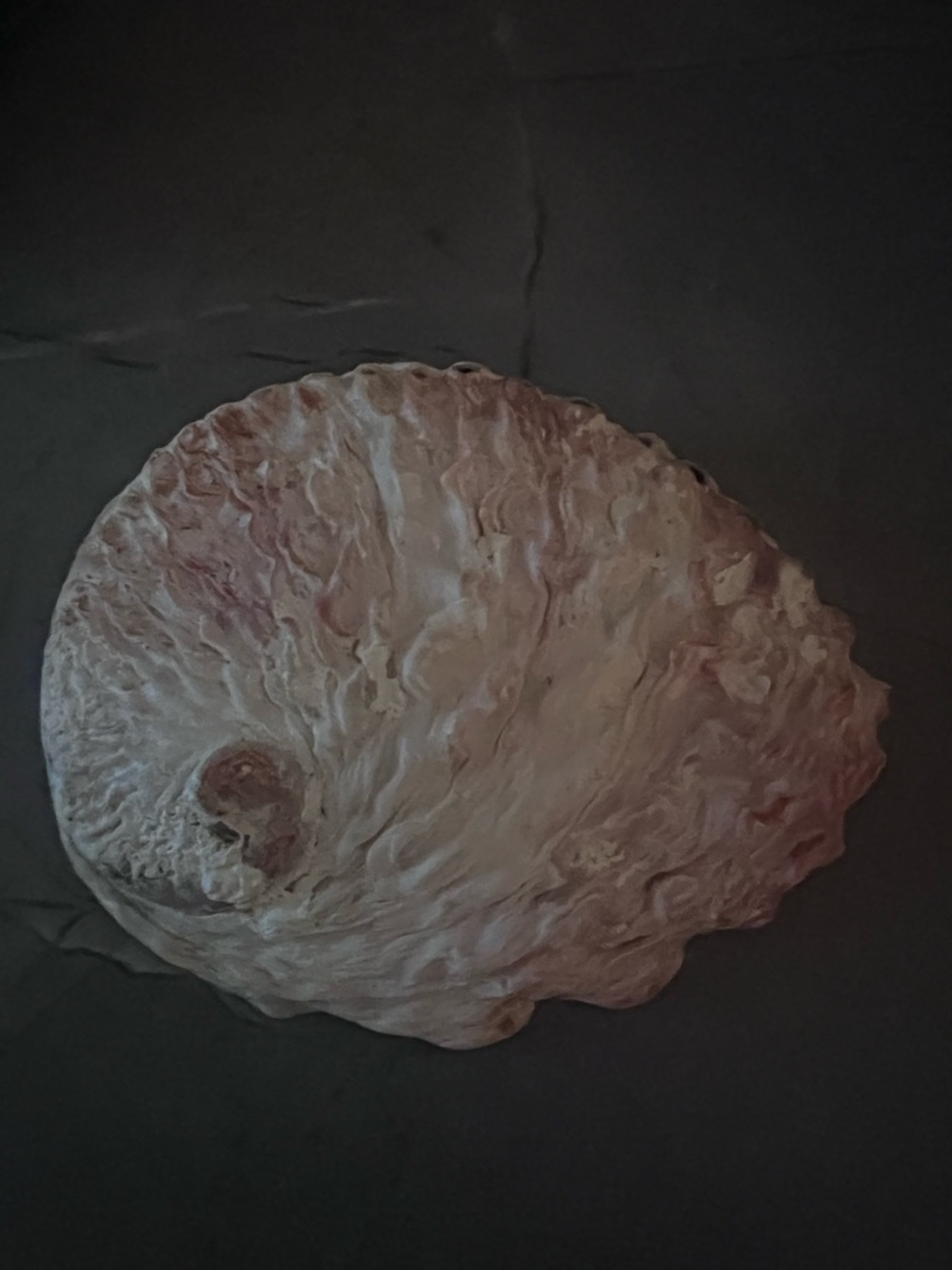 Neutral Shell Wall Art Sculpture - Home Art